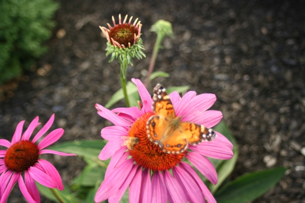 Purple coneflower with honey bee and painted lady butterfly